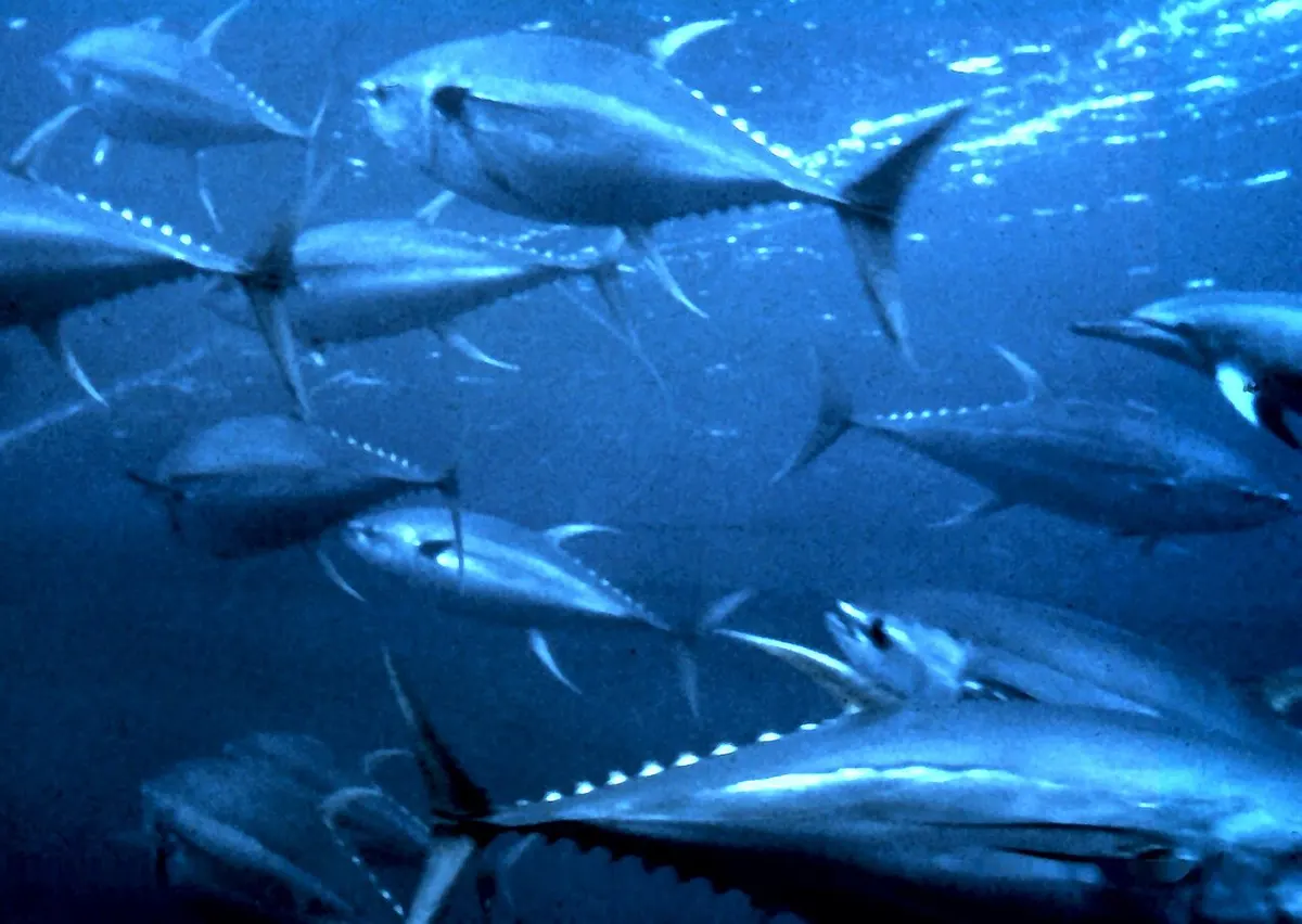 Rabil (Thunnus albacares)