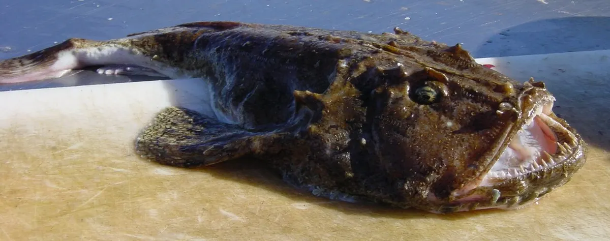 Rape blanco (Lophius piscatorius)