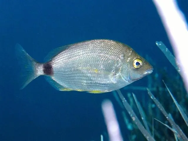 Raspallón (Diplodus annularis)