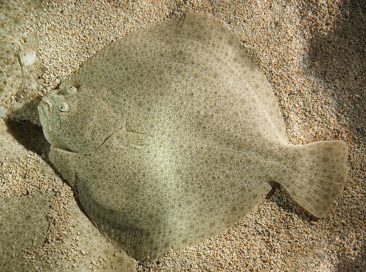 Rodaballo (Scophthalmus maximus)