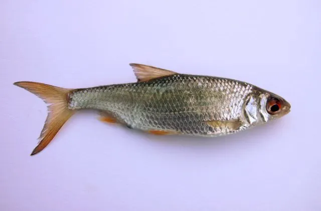 Rutilo (Rutilus rutilus)