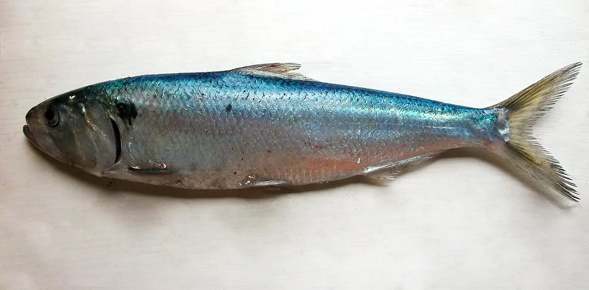 Sábalos (Alosa spp.)
