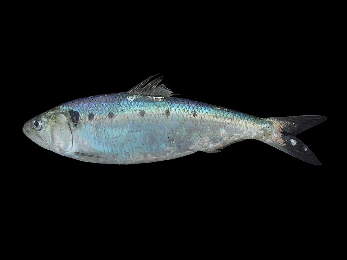 Saboga (Alosa fallax)