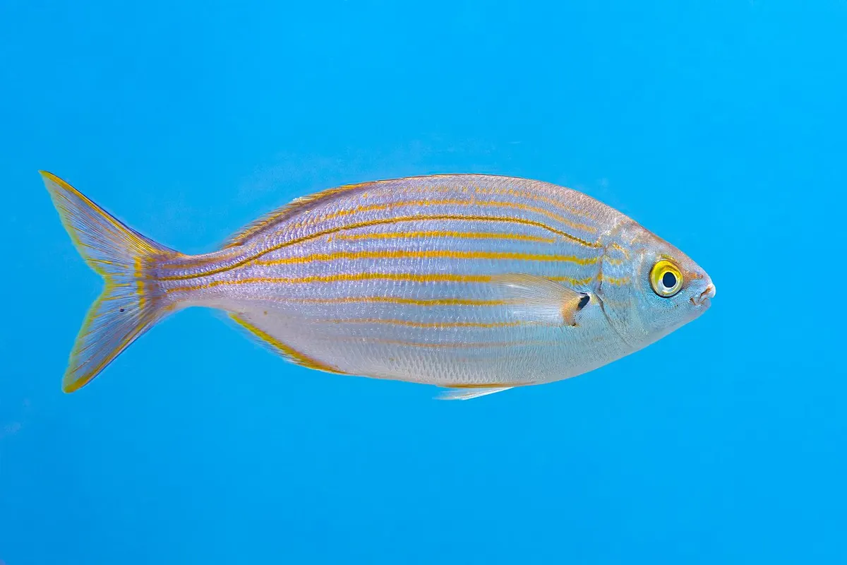 Salema (Sarpa salpa)