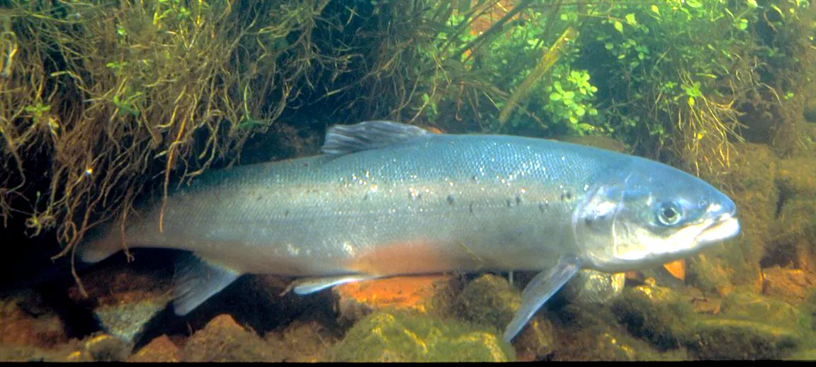 Salmón (Salmo salar)