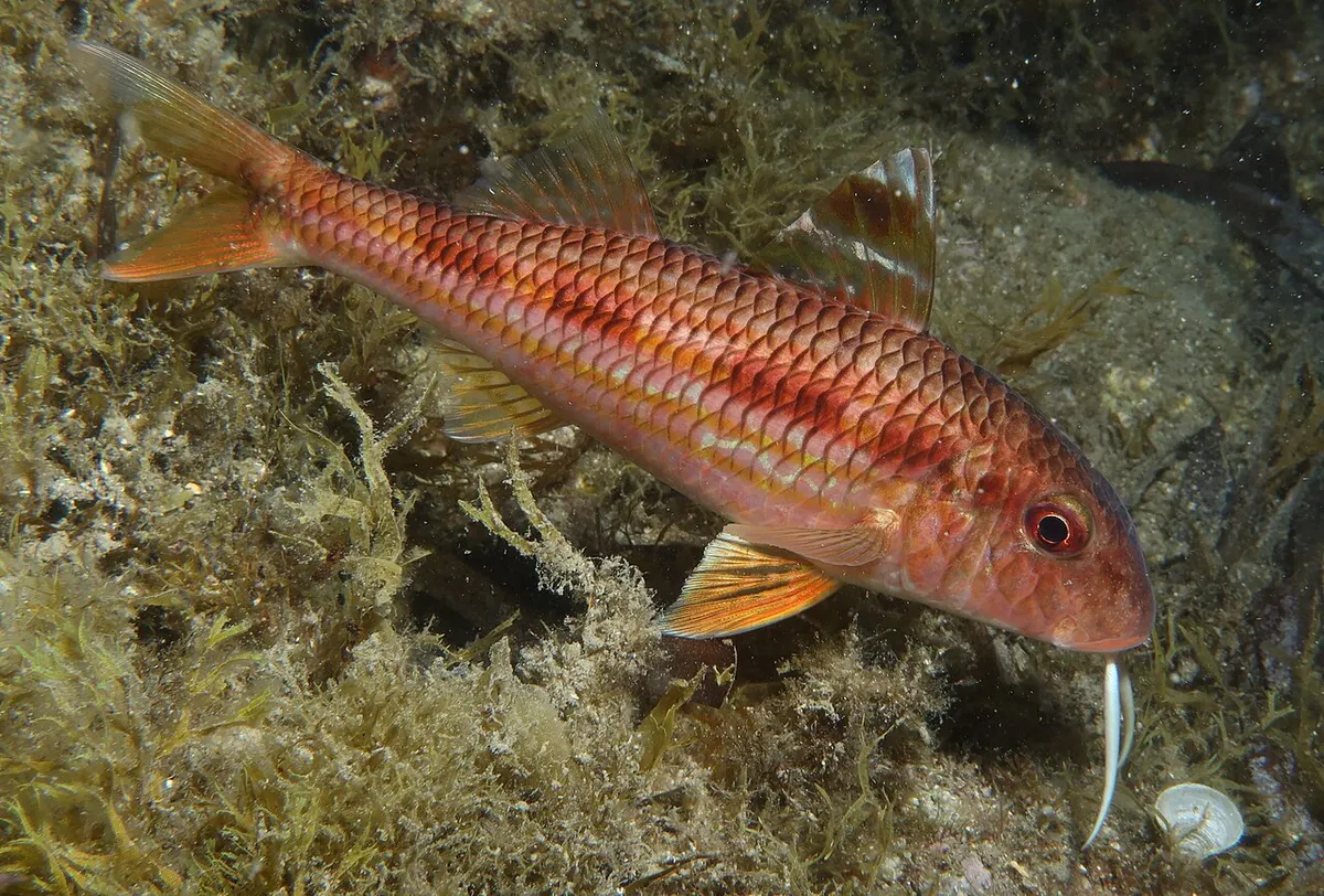 Salmonetes (Mullus spp.)