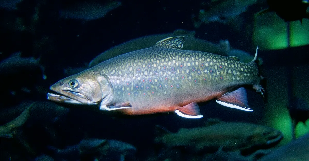 Salvelino (Salvelinus fontinalis)