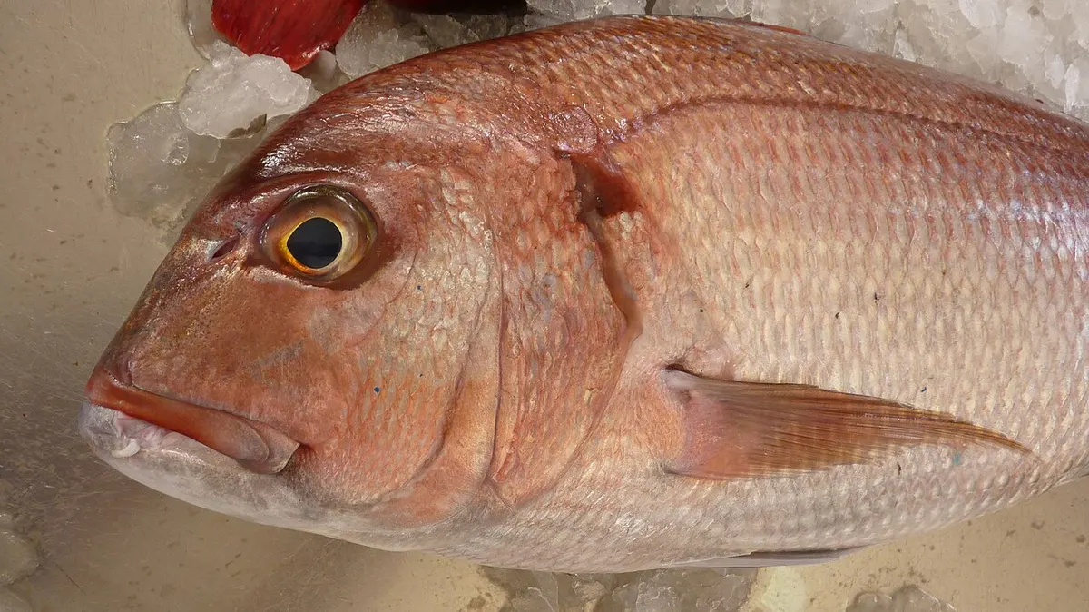 Sama de pluma (Dentex gibbosus)