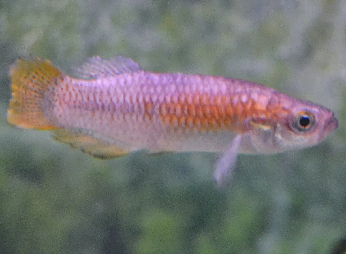 Samaruc (Valencia hispanica)
