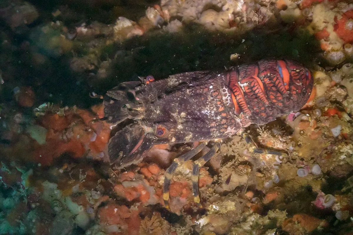 Santiaguiño (Scyllarus arctus)