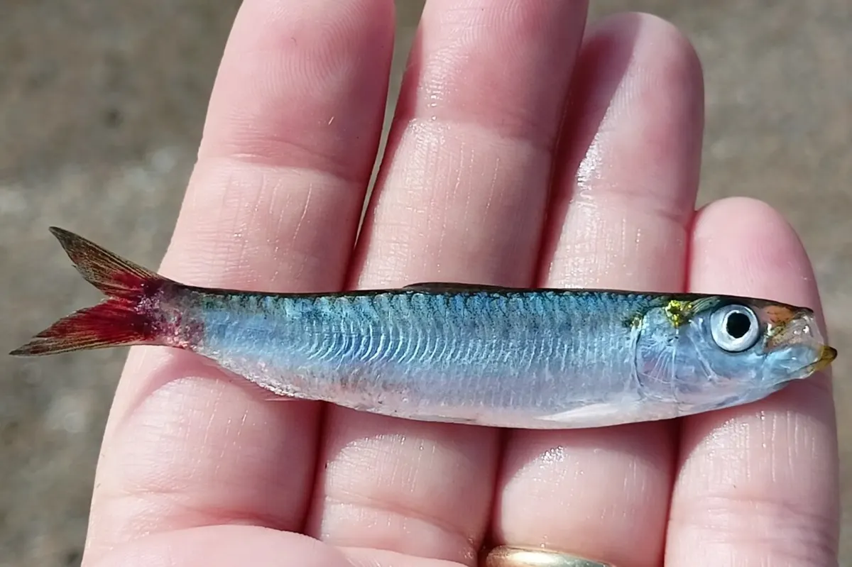 Sardina (Sardina pilchardus)