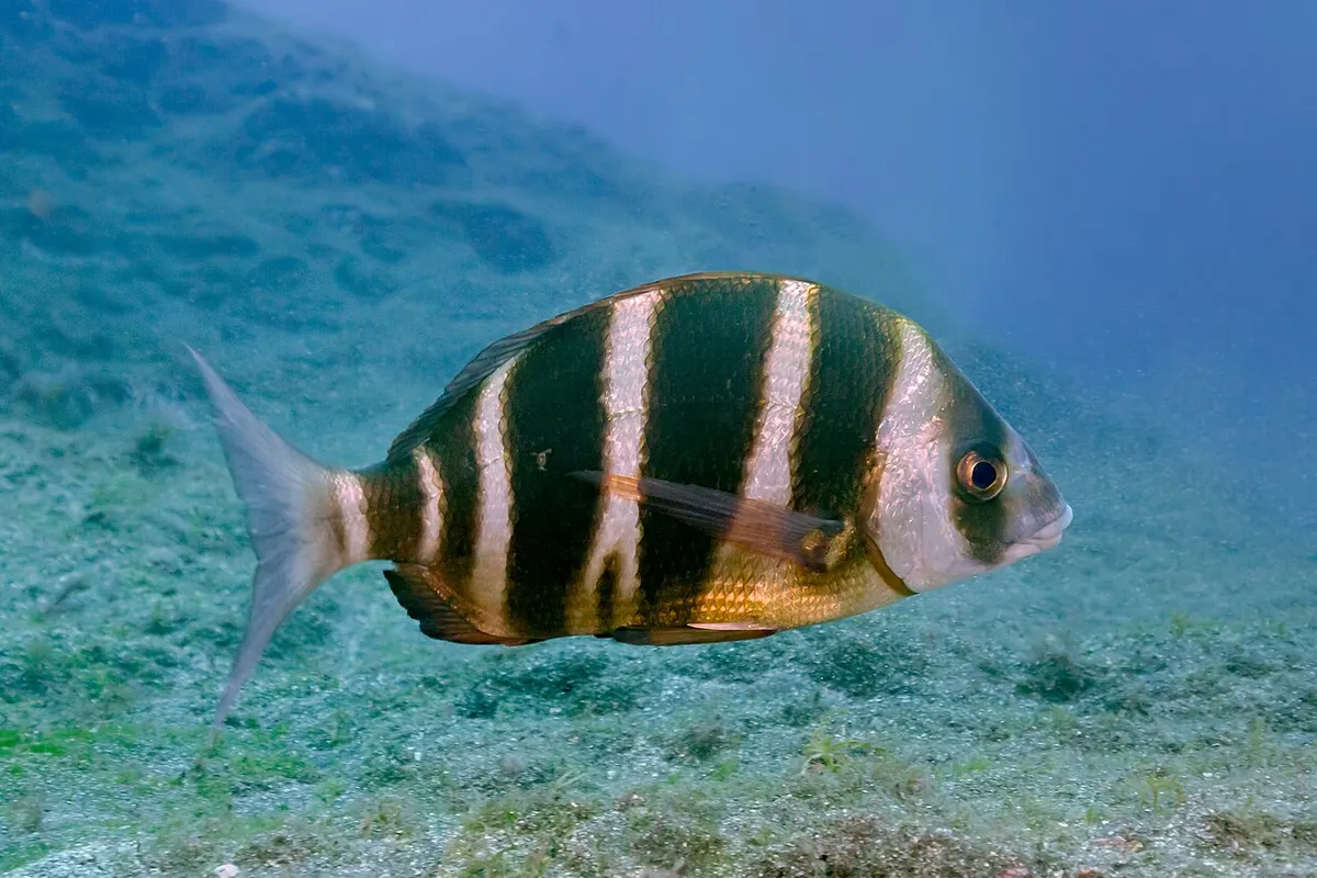 Sargo breado (Diplodus cervinus)