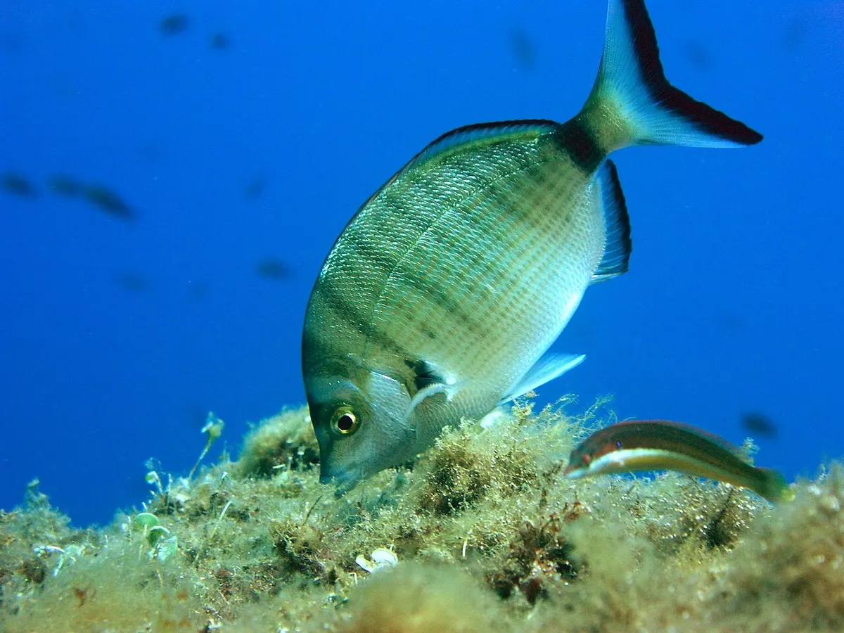 Sargo picudo (Diplodus puntazzo)