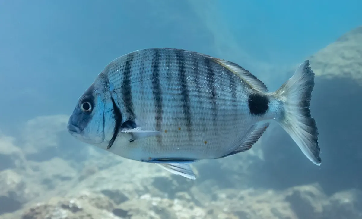 Sargos (Diplodus spp.)