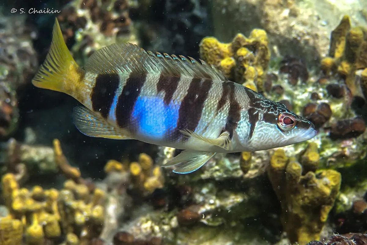 Serrano (Serranus scriba)