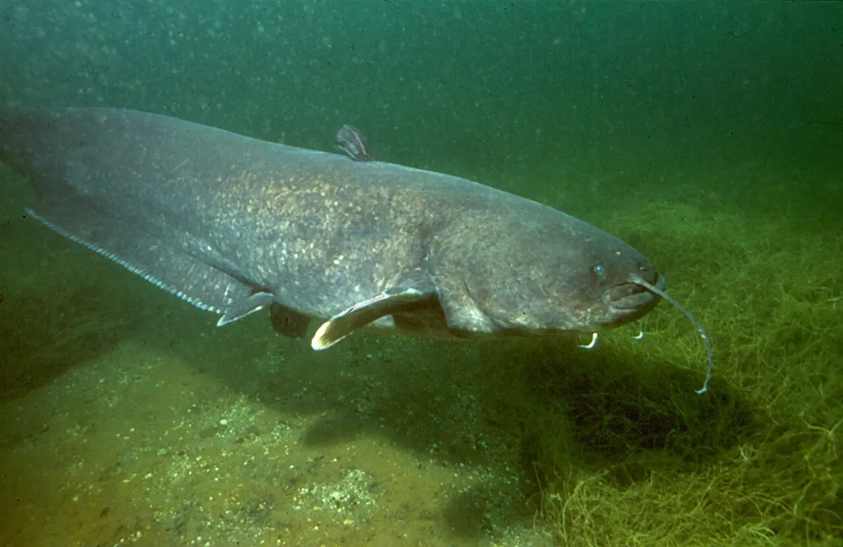 Siluro (Silurus glanis)