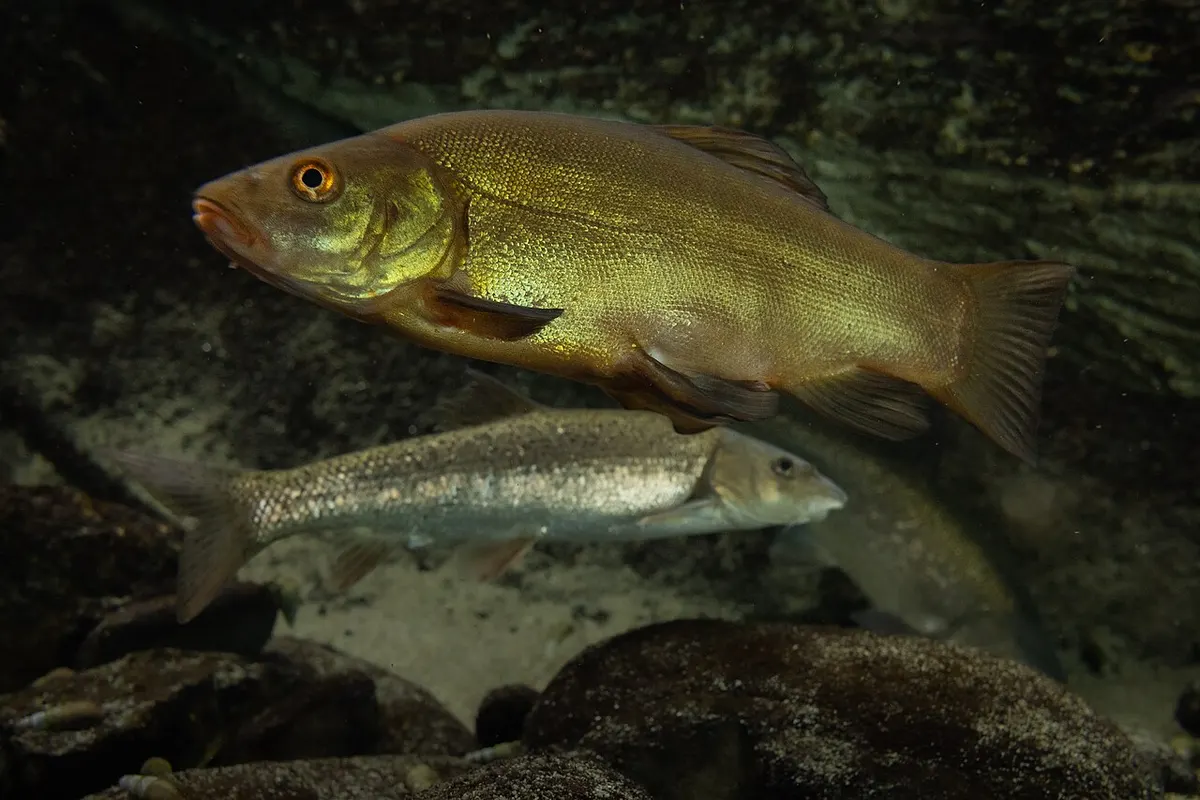 Tenca (Tinca tinca)
