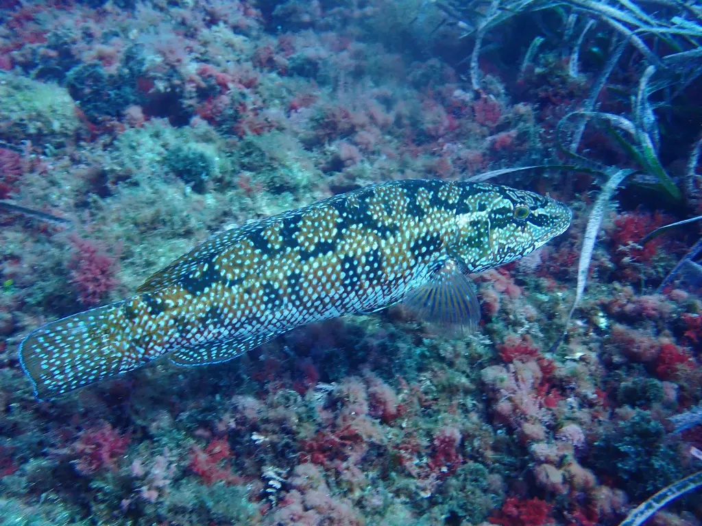 Tordo verde (Labrus viridis)