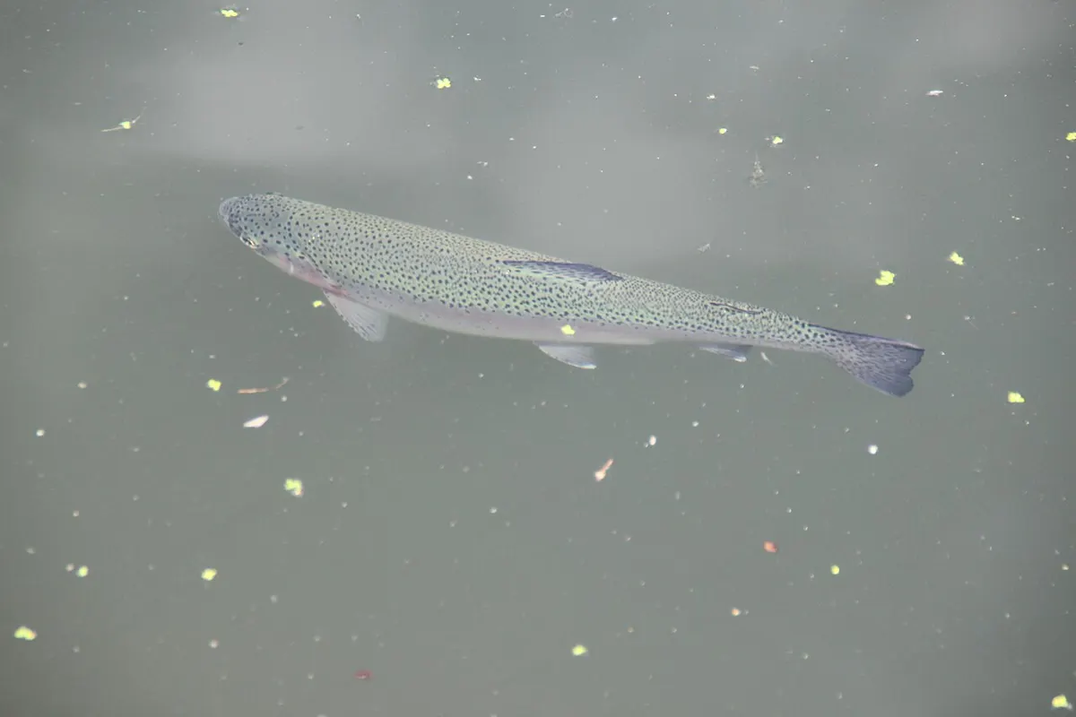 Trucha arcoíris (Oncorhynchus mykiss)