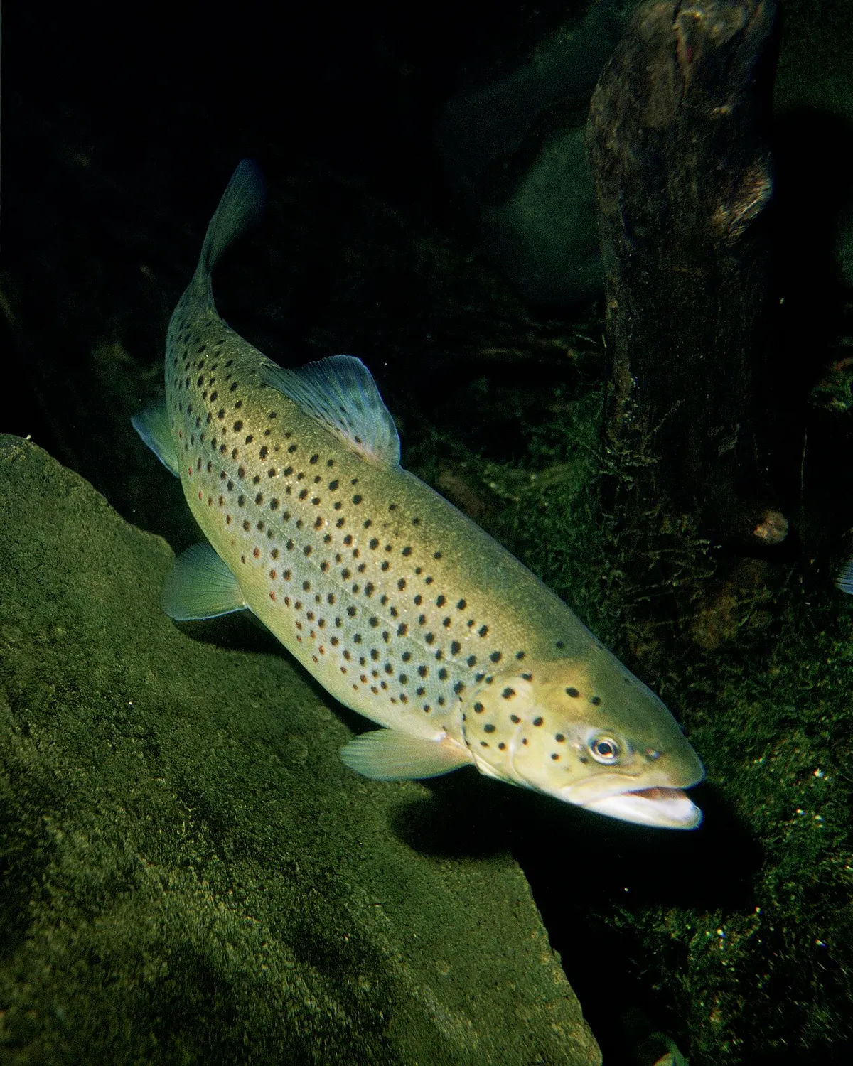 Trucha común (Salmo trutta)