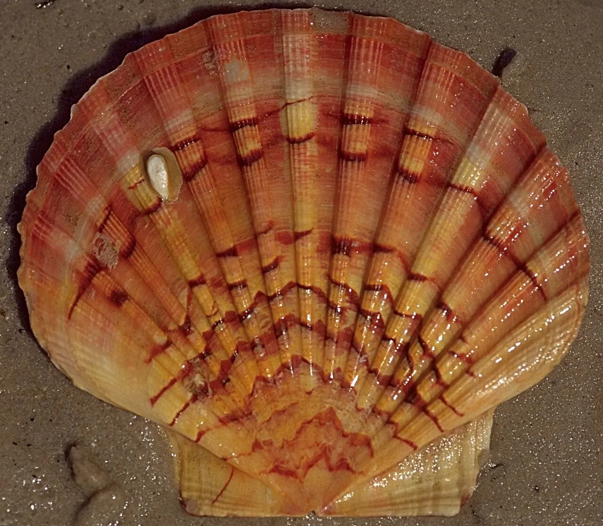 Venera (Pecten jacobaeus)