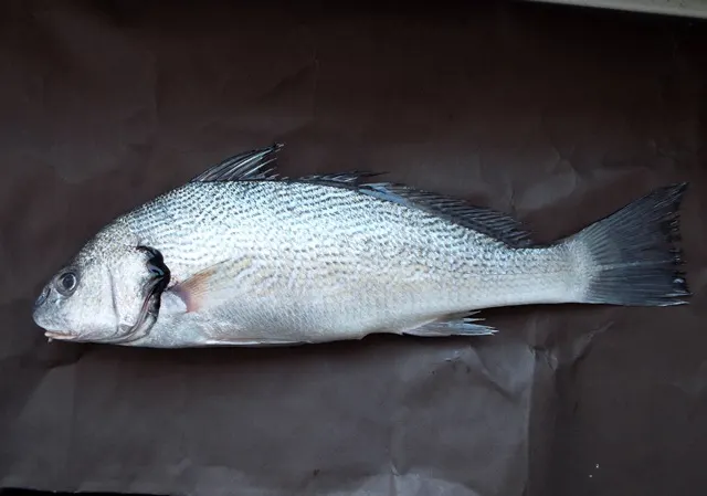 Verrugato (Umbrina cirrosa)