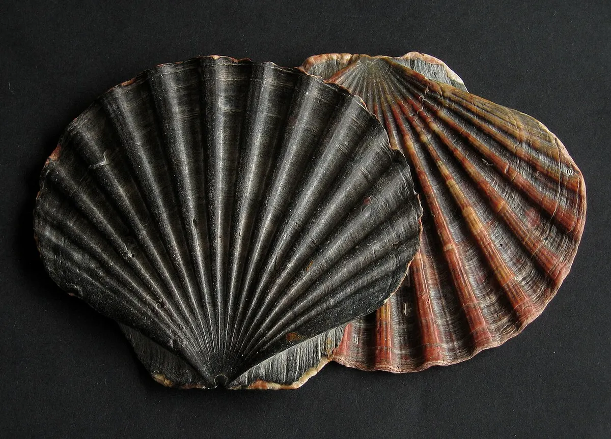 Vieiras (Pecten spp.)