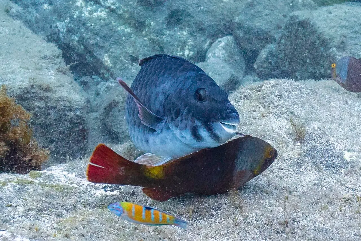 Vieja colorada (Sparisoma cretense)