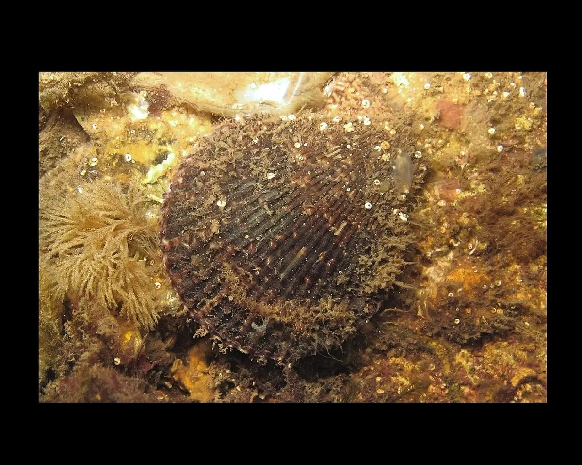 Zamburiñas (Chlamys spp.)